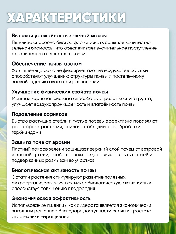 Пшеница 1 кг